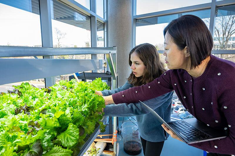 Two researchers in a lab growing plants