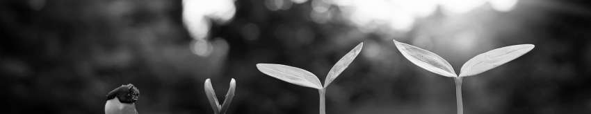 Tiny plants germinating