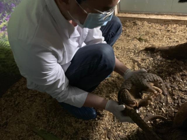 Dr. Choo with Pangolin WKU-1