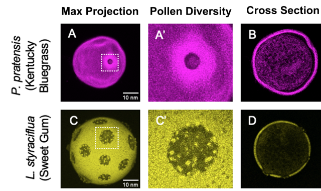 NIepielko Lab pollen diversity study 